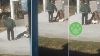 За поредна жестокост над животни алармират жители на Ямболско (видео)