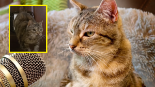 Котка постави рекорд за най-силно мъркане (видео)