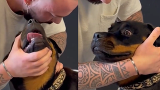 Човекът, който намества прешлените на кучета (видео)