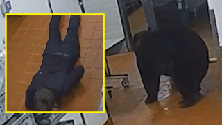 Мечка нокаутира охранител в известен курорт (видео)