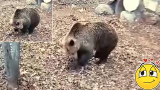 Сладка мечка в старозагорския зоопарк се подготвя за зимен сън (видео)