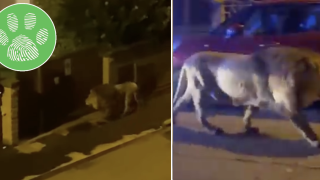 Избягал от цирка: Лъв се разхожда свободно из италианските улици (видео)