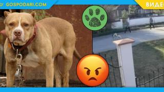 Баща и син насъскват и пускат питбула си срещу улично куче (видео)