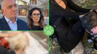 Агресивни кучета убиха домашен любимец в Пловдив (видео)