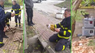 Пожарникари от Сандански спасиха заклещено коте (снимки)