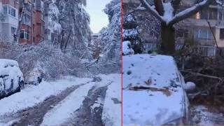 Жители на столичен квартал сами премахнаха паднало заради снега дърво (видео)