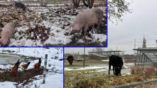 Селскостопански животни плъзнаха по софийските улици (видео и снимки)