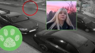 Шофьор прегази куче и избяга, без дори да опита да намали (видео)