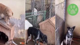 Лоши условия в общински приют за животни в Попово (видео)
