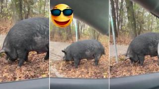 Прасе се разходи и закуси край Окръжната болница в Пловдив (видео)