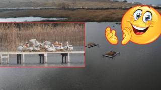 Пеликан-беглец се разхожда по софийските улици