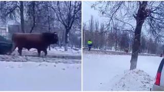 Руски полицай гони бик по заснежен булевард (видео)