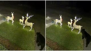 Охранителна камера засне нетрадиционен крадец на коледна украса (видео)