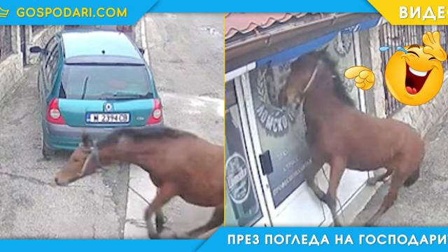 Кон се блъсна в магазин в опит да не изпусне промоциите (видео)