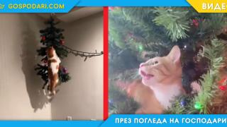 Котки в сблъсък с коледни елхи (видео)