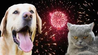 Ако ви е грижа за животните, пропуснете зарята тази година (видео)