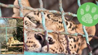 Обитателите на зоопарка в Пазарджик живеят в глад и мизерия (снимки)