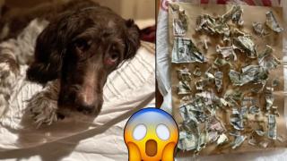 Дизайнерско куче изяде 4000 долара в брой (видео)