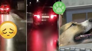 Мъжът, влачил куче с колата си, е на свобода (видео)