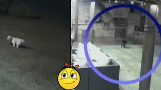 Домашна котка спаси куче, нападнато от койоти (видео)