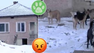 40 кучета в частен имот тормозят хора в свищовско село (видео)