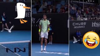 Любопитна чайка прекъсна мач от Australian Open (видео)