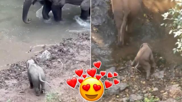 Вижте как изплашено слонче взима първата си баня (видео)