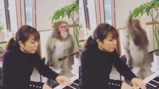 Маймуна недоволства от изпълнение на пиано (видео)