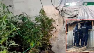 Отново задържаха бивш инспектор на БАБХ, отглеждал марихуана в Шумен (видео)
