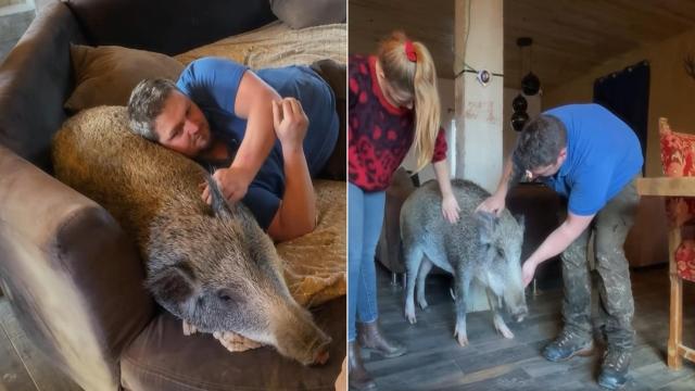 Спасено глиганче стана домашен любимец и не може да заспи без стопаните си (видео)