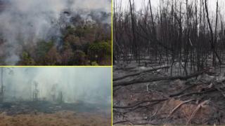 Огромни пожари в бразилска Амазония застрашават местното население (видео)
