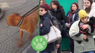 Русенци настояват за работеща зоополиция, след като мъж обезобрази кучето си (видео)