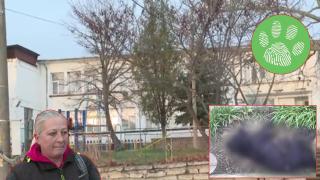 "Кучето умря в ръцете ми": Сигнали за отровени животни в село Кранево (видео)