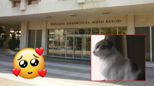 Библиотекарският котарак, който получи повече подкрепа от депутат