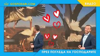 Ники Василковски хвана щъркели... на калъп (видео)