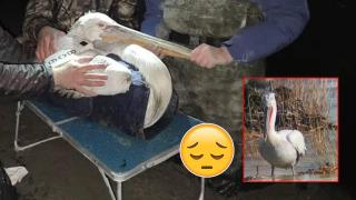 Пеликани от защитен вид загинаха заради бракониери (видео)