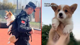 Най-популярният полицай в Китай е... малко корги (видео)
