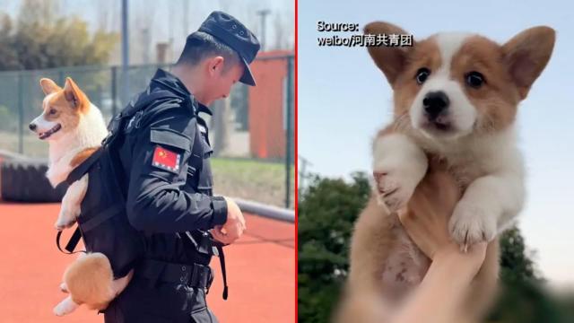 Най-популярният полицай в Китай е... малко корги (видео)