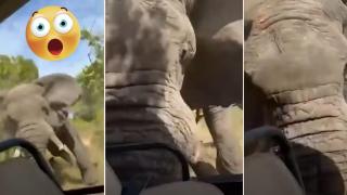 Слон се нахвърли върху джип по време на сафари и уби туристка (видео)