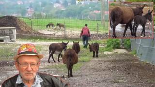 Хърватин отглежда "свободни" магарета във ферма край Русе (видео)