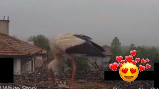 Най-известната двойка щъркели у нас се сдоби с малки (видео)