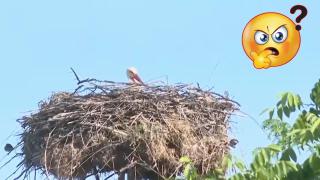 Агресивният щъркел в Луковит продължава със своите бели (видео)