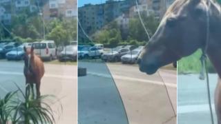 Кон счупи стъклото на витрината в столичен магазин (видео)