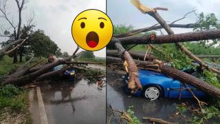 Мъж оцеля по чудо, след като дърво смаза колата му (видео)