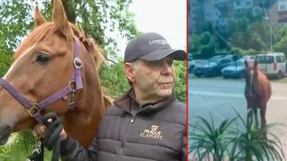Конят, разбил витрината на столичен магазин, все още не е при стопанина си (видео)