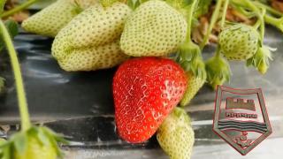 Традиционен фестивал край Кричим показва тазгодишната продукция на ягоди (видео)