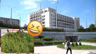 Канабис расте на метри от сградата на районна дирекция на МВР (видео)