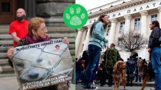 Хора в цялата страна протестират срещу насилието над животни (видео)