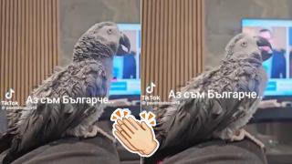 Папагал впечатли мрежата с рецитирането си на "Аз съм българче" (видео)