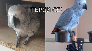Жена дава голямо възнаграждение, ако някой има информация за изчезналия ѝ папагал (видео)